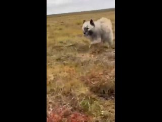 🤔 Оленеводы, каслающие по бескрайней тундре Ямала (720p)