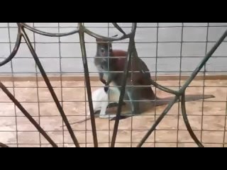 Video by zoo_tmn