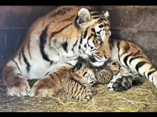 Тигрица Багира из барнаульского зоопарка показала своих новорожденных котят