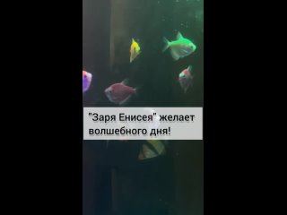 Видео от Софьи Ахполовой.mp4