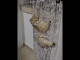 Кот проверяет тюль на прочность