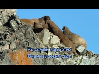 Моржи - падение со скал ...