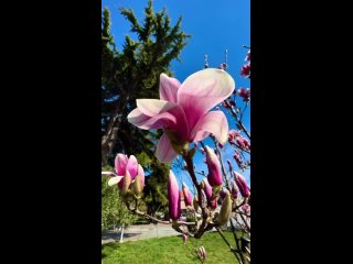 Красавица магнолия цветет на набережной в Ялте