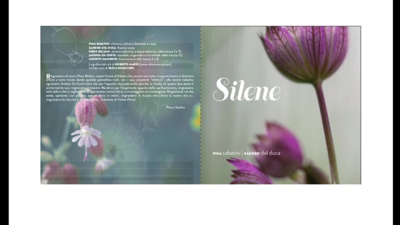 Silene - The wild mountain thyme