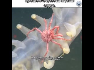 Многообразие морского мира каждый раз удивляет и заставляет восхищаться тем как превосходно устроена природа.  ... (видео)