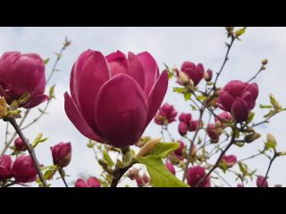 Взрослая magnolia Genie