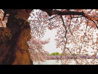 Cherry Blossom Viewing over the Centuries: Tokyos Gift of Friendship