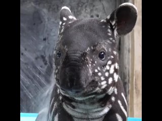 This baby Malayan Tapir от  (Wildlife Reserves Singapore)/Биология