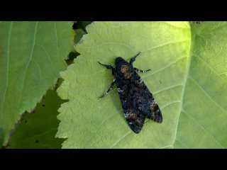 Мёртвая голова / Acherontia atropos