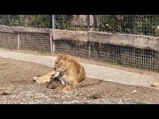 Эвакуированная из Мариуполя львица родила трёх малышей в Крыму 🦁