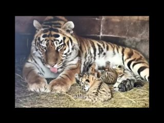 Тигрица и львица родили котят в один день на Пасху в барнаульском зоопарке
