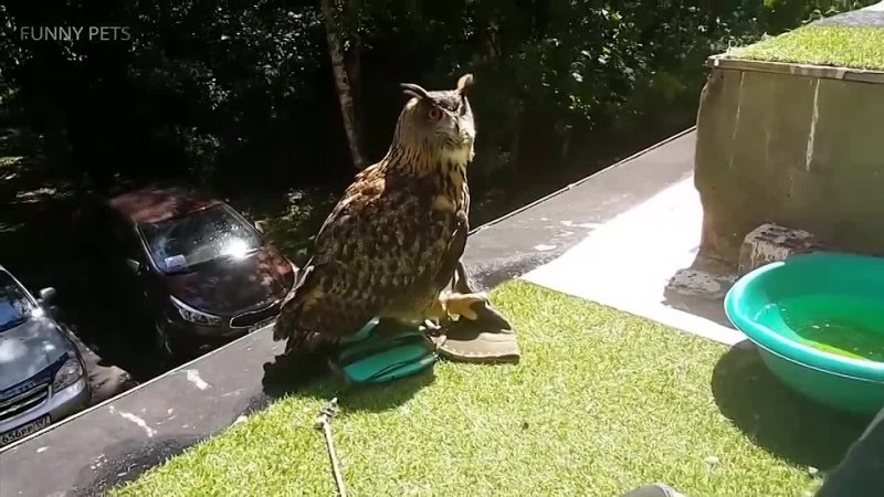 Funny  Cute Owls 🦉[Funny Pets]