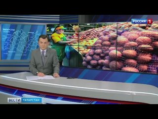 Татарстанские фермеры винят перекупщиков в необоснованно высокой стоимости картофеля