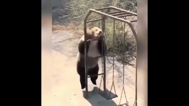 Медведь делает