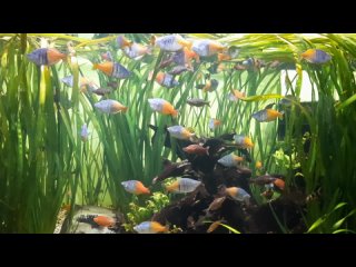 Экспозиция дождевые леса Юго-Восточной Азии мелкие рыбки и зелёные лягушки в аквариуме на ВДНХ