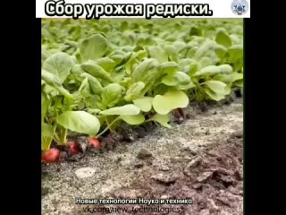 Редис один из самых популярных и полезных овощей среди наших дачников, за свой неповторимый вкус и полезные свойства.  ... (видео)