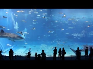 Kuroshio Sea - Aquarium in The World