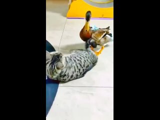 Fight Duck Fight