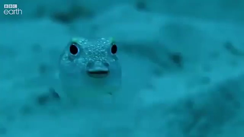 A male pufferfish builds a masterpiece to impress potential