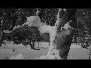 Куница на дереве. Фотоловушка Лапландского заповедника