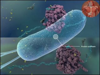 Как_антибиотики_убивают_бактерий_С_точки_зрения_молекулярной_биологии.mp4