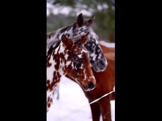 🐴Кнабструппер - датская порода лошадей с необычной окраской шерсти