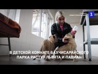 В детской комнате бахчисарайского парка растут львята и павиан