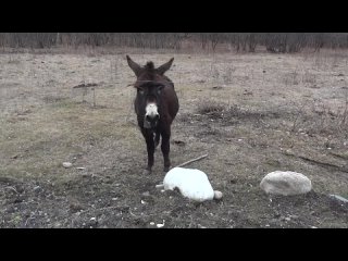 Девять осликов. Самый умный осел. Осел и забор.