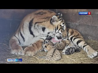 В Барнаульском зоопарке родились львята и тигрята.