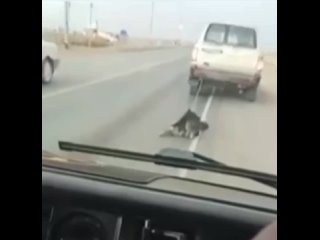 Забайкальском крае добрый мужик остановил живодёров, которые привязали собаку цепью к машине и тащили её по дороге