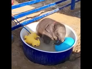 Слоненок хочет поиграть