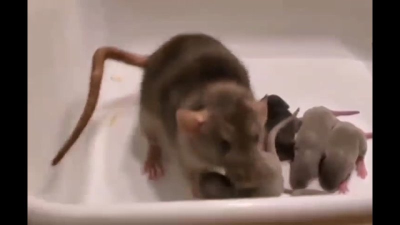 Молодая мама крыса показывает своих