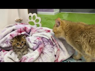 Крошечному котенку не нравится приемная мать-кошка, и он шипит на нее