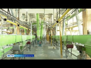 В Шекснинской районе планируют производить 2500 т ржаной муки