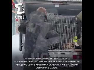 Торгашка из Сургута держит в машине бездомную собаку, как в будке.