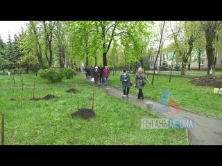 В Антраците в центральном городском сквере активисты ветеранского движения приняли участие в высадке саженцев березы на Аллее Сл