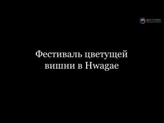 [КЦхИСКУССТВО] Фестиваль цветущей вишни в Хваге