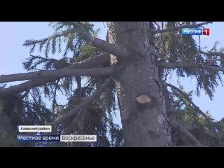 В селе Звонарев Кут в Омской области срубили ветки у многолетних елей