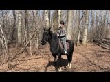 Видео от Конные прогулки в лес.  г.Оренбург  89068483910