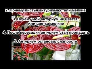 Антуриум. Ответы на вопросы. Почему плохо растет антуриум. Антуриум уход в домашних условиях(360P).mp4