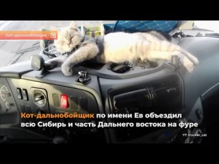 Кот-дальнобойщик по имени Ев объездил всю Сибирь и часть Дальнего востока на фуре