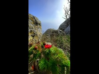 Крым, вершина Мердвен-Каясы, дикие пионы в облаках,