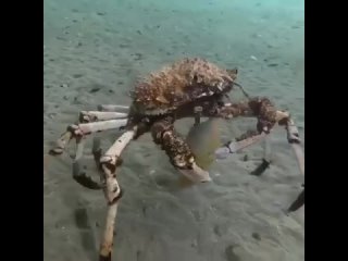 Японский гигантский краб-паук