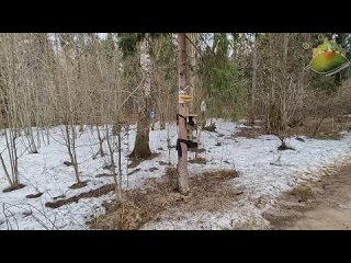 1 апреля весна пришла в Зеленоград