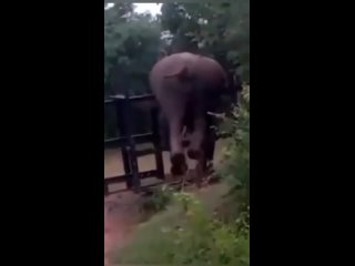 Слон - вершитель Устал от всего