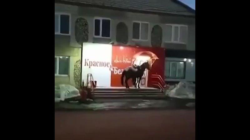 Лошадь пришла