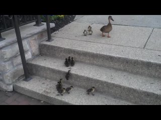 Ducklings vs. Stairs