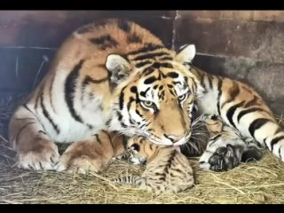 Тигрица и львица родили котят в один день на Пасху