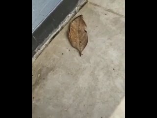 Бабочка листовидка. Очень интересно!