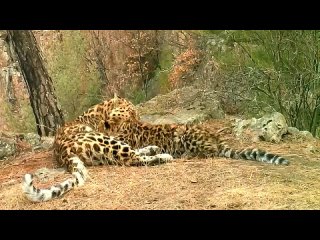 Кормление дальневосточного леопарда попало на видео